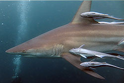 reef shark with cleaner fish